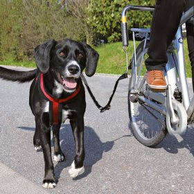 Accessoires de vélo pour chien