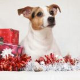 Julklappar för hundar