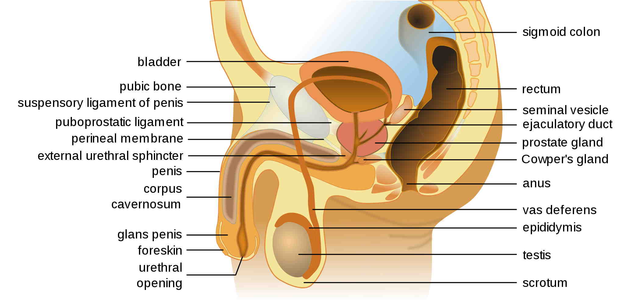 2048px-Male anatomy en