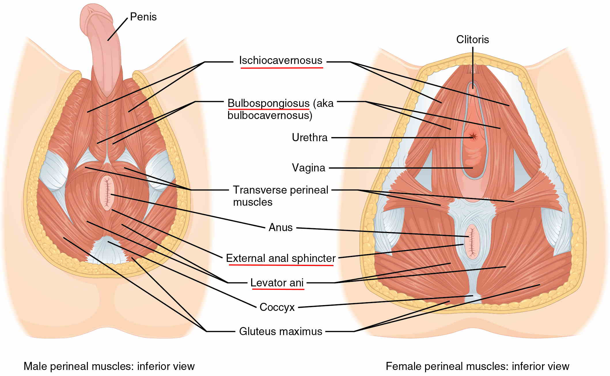 Perineum Muscles