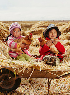 chicken GOC Product-Images 793x1170px