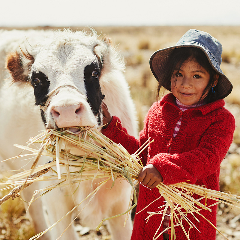 Cow