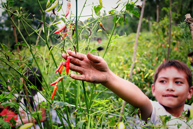 How a Clever Chilli Farm Idea is Changing a Community