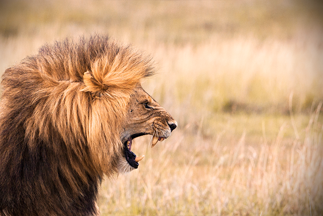 The 5 Most Deadly Animals in the Developing World
