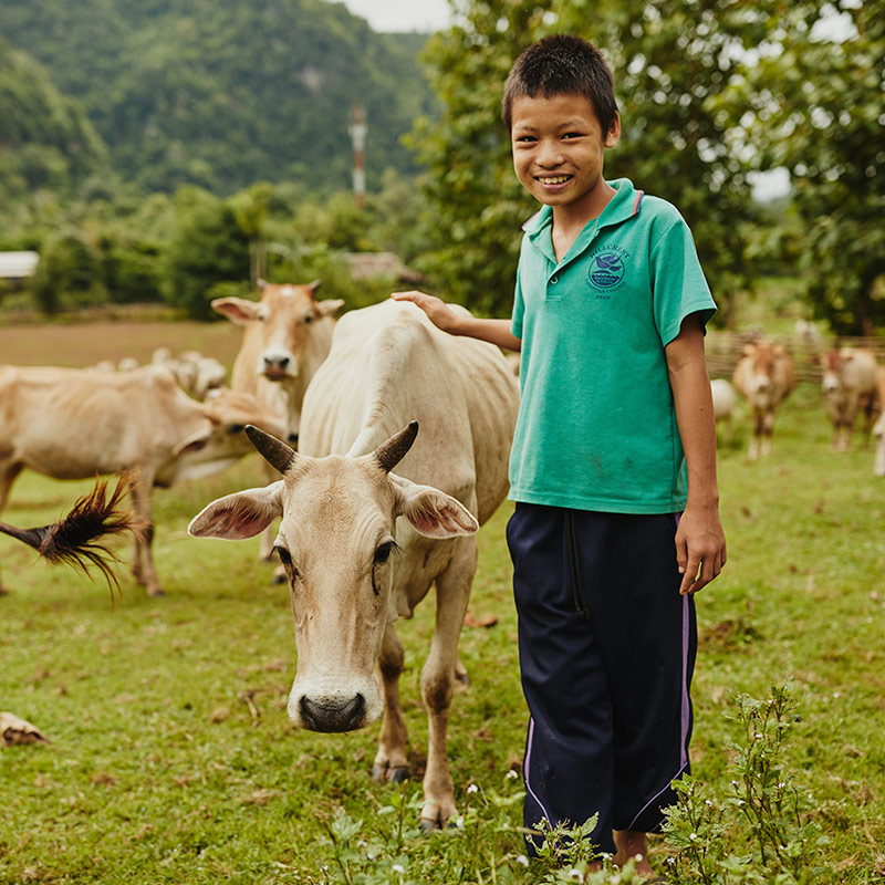 Cow