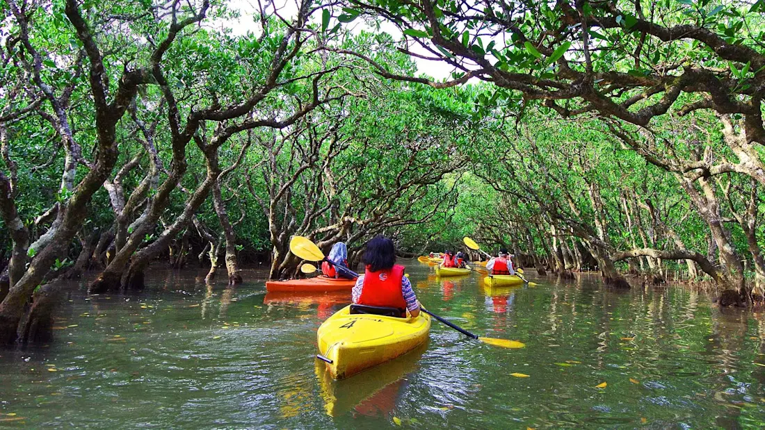 Discover Japan: Forest Bathing and Spiritual Connections