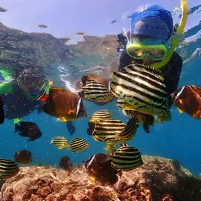 Let's explore the underwater world easily! Beach snorkeling experience