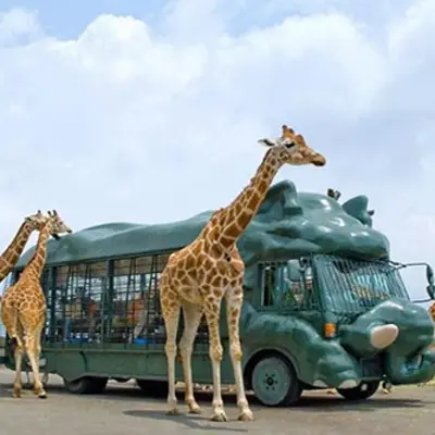 【Taxi sightseeing】African safari round trip course