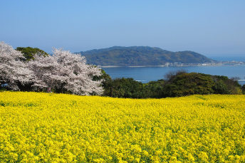 Nokonoshima Island park: