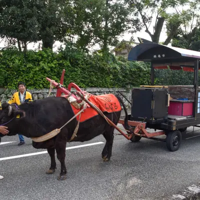 Ox Cart Experience at Izumi-Fumoto