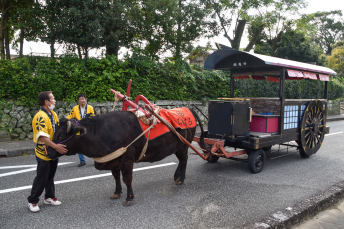 Ox Cart Experience at Izumi-Fumoto: