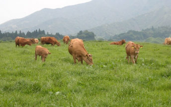 Raising Kumamoto's famed:Japanese Brown Cattle
