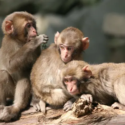 Takasakiyama Natural Zoological Garden