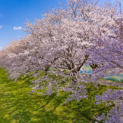 Ukiha, The Cherry Blossom Tree Path of Nagarekawa