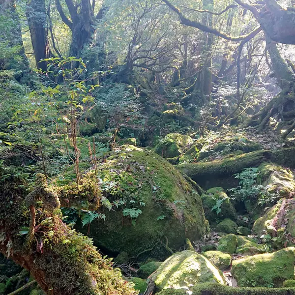 Yakushima