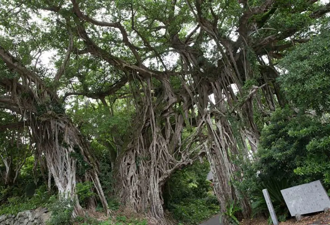 Yakushima