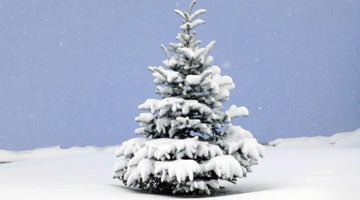 weihnachtslieder-tannenbaum