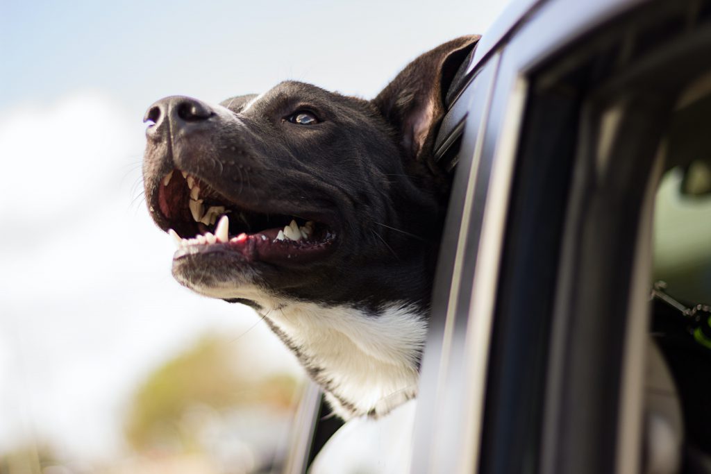dog leaning out of car window