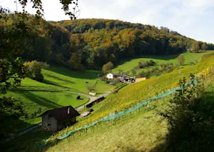 061022-21 Tschäpperli Reben