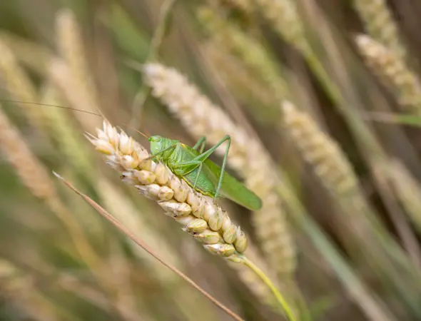 Champ de céréales ( blé) 8.jpg