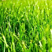 Espaces verts - Info de printemps 2025