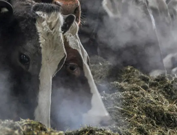 Hero, Agrar, Trocknungsanlage, Kühe fressen Raufutter