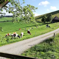 Familie Schenk Rämisgummen - Kuh