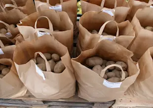 Kartoffeln Tüscher Samuel