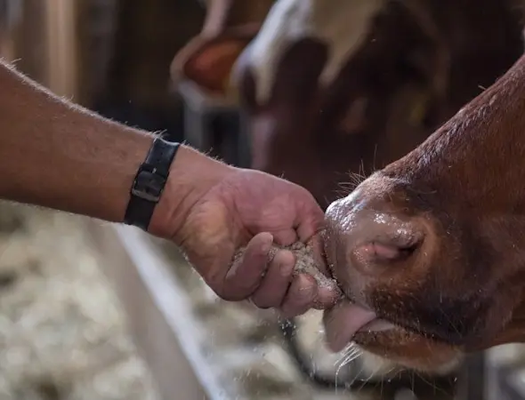 Hygiène d'étable et de laiterie