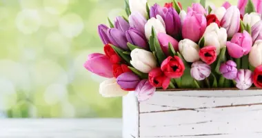 Tulpen - Frühlingsfest