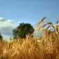 grain-field-g2de76b218_1280.jpg