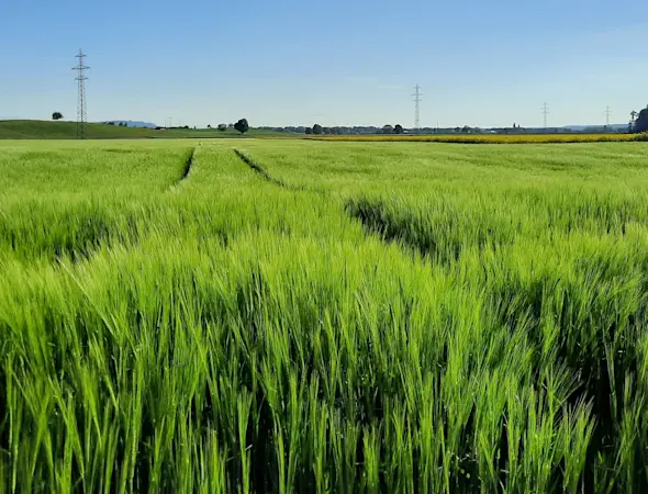 Getreide- und Ölsaatenernte 2025