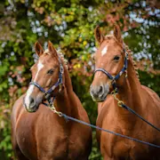 Agrar, Agrar-Center, Pferde