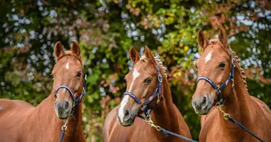 Agrar, Agrar-Center, Pferde