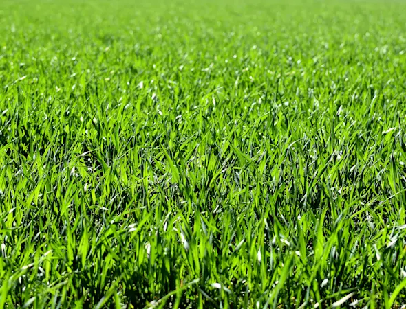 Entretenir votre pelouse à l'aide du matériel disponible à votre LANDI.