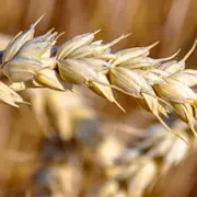 Header Agrar, Agrar-Center, Getreidefeld, close-up