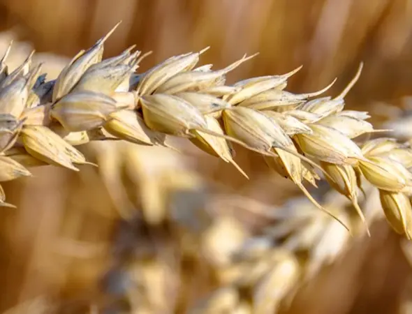 Getreidesammelstelle