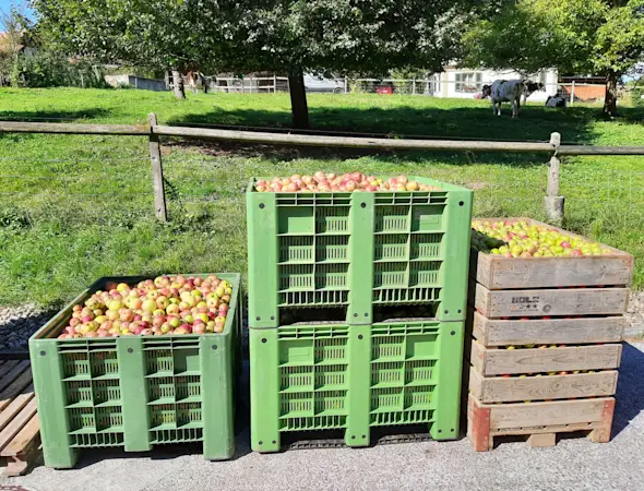 Mostobstannahme 2025