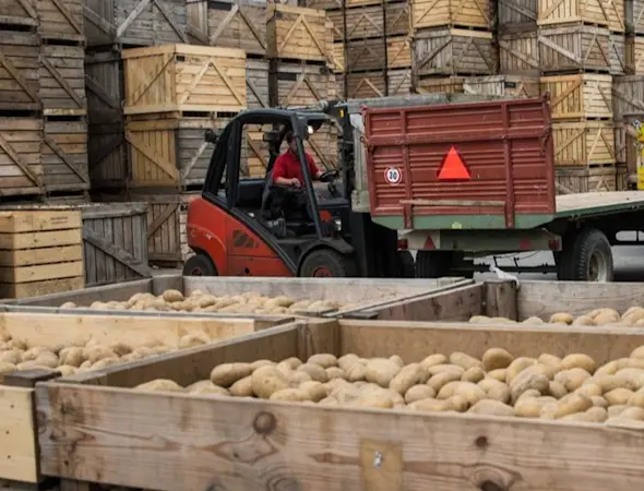 Annahme, Lagerung und Vermarktung von Kartoffeln