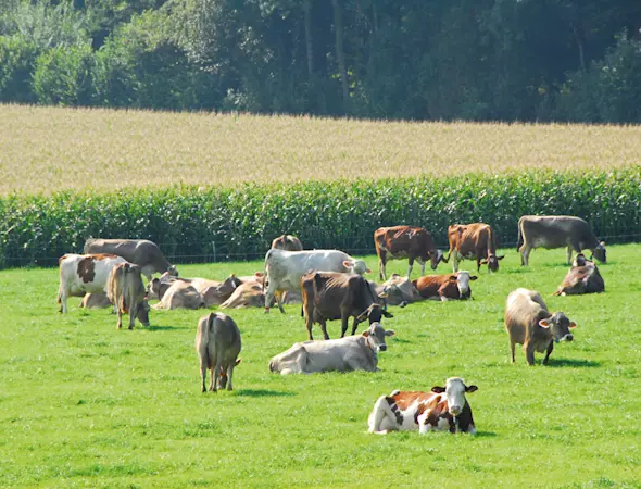 Freiamt land 0909 02