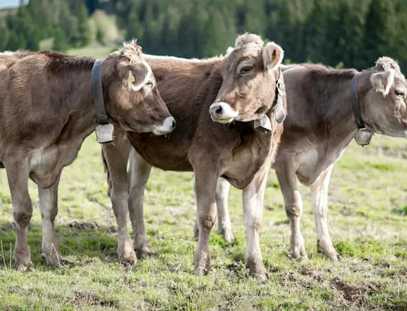 LAVEBA-Kühe-stehen-auf-einer-Wiese-032023