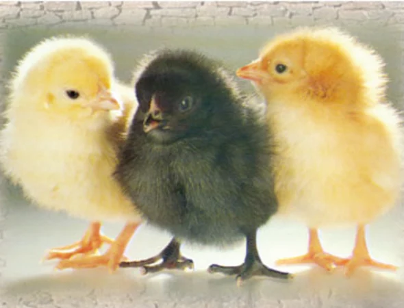 Poussin de ponte sexé