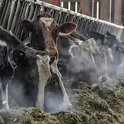 Agrar, Trocknungsanlage, Kühe fressen Raufutter