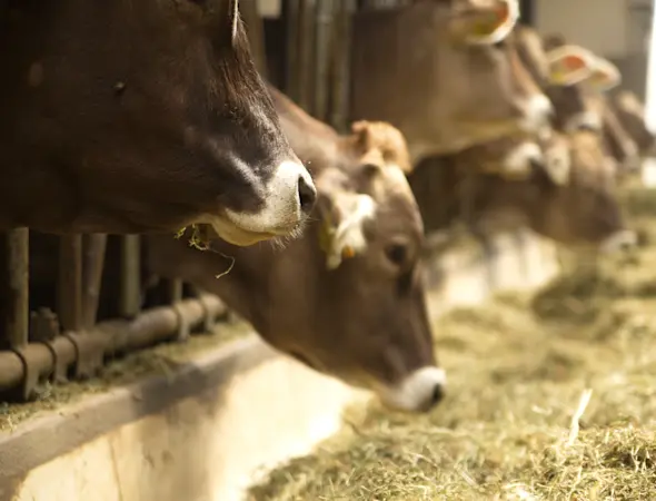 Beratung für Feld und Stall