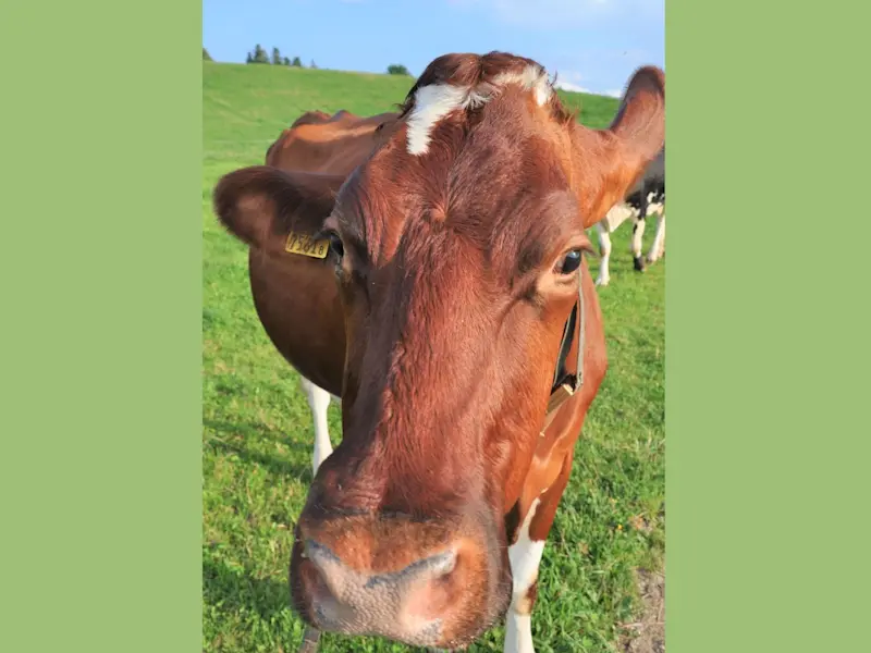 Biglers Hofprodukte - Kuh