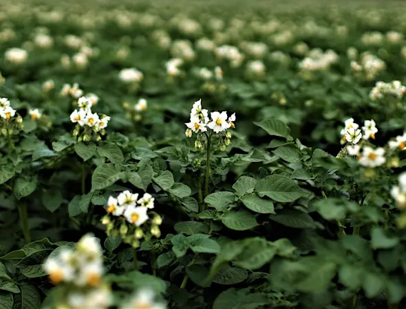 Flurbegehung Kartoffel 2025