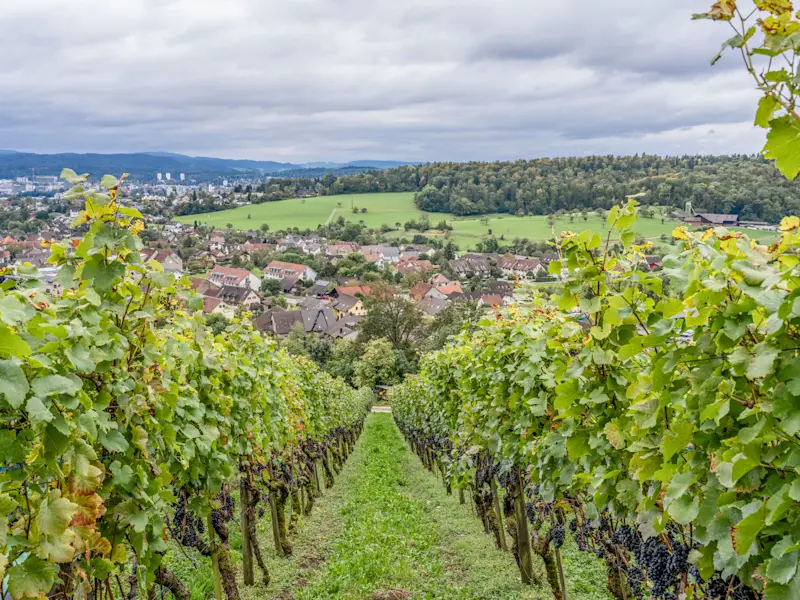 Wehrli Weinbau Weinberg