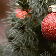 Hero, Weihnachtsbaum, Close-up
