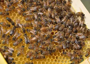 Agrar, Agrar-Center, Bienen