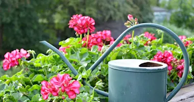 Geranien und Blumentagen